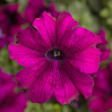 Petunia G. Tritunia