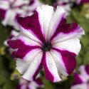 Petunia G. Tritunia