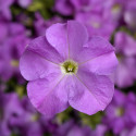 Petunia G. Tritunia