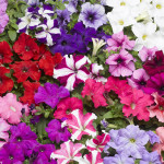 Petunia G. Tritunia...