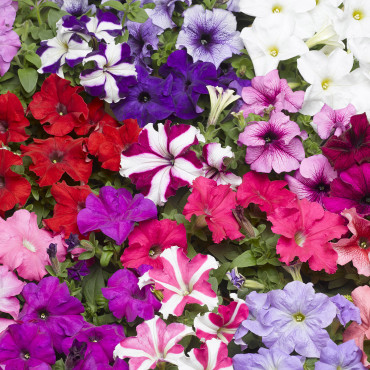 Petunia G. Tritunia...