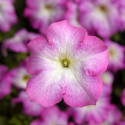 Petunia G. Tritunia