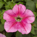 Petunia G. Tritunia