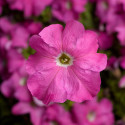 Petunia G. Tritunia