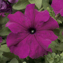 Petunia G. Tritunia