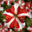 Petunia G. Tritunia