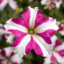 Petunia G. Tritunia