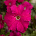 Petunia G. Tritunia