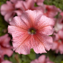 Petunia G. Tritunia