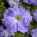 Petunia G. Tritunia