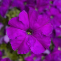 Petunia G. Tritunia