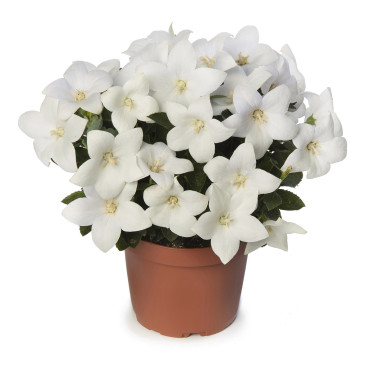 Platycodon Twinkle...