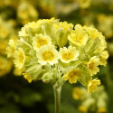 Primula V. Cabrillo