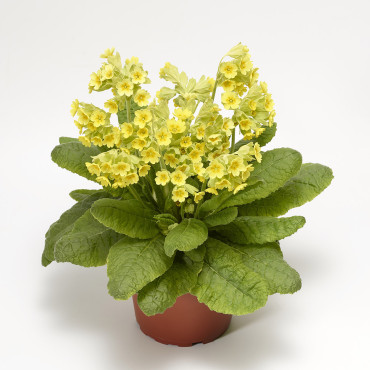 Primula V. Cabrillo...