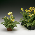 Primula V. Cabrillo