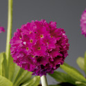 Primula D. Corolla