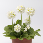 Primula D. Corolla...