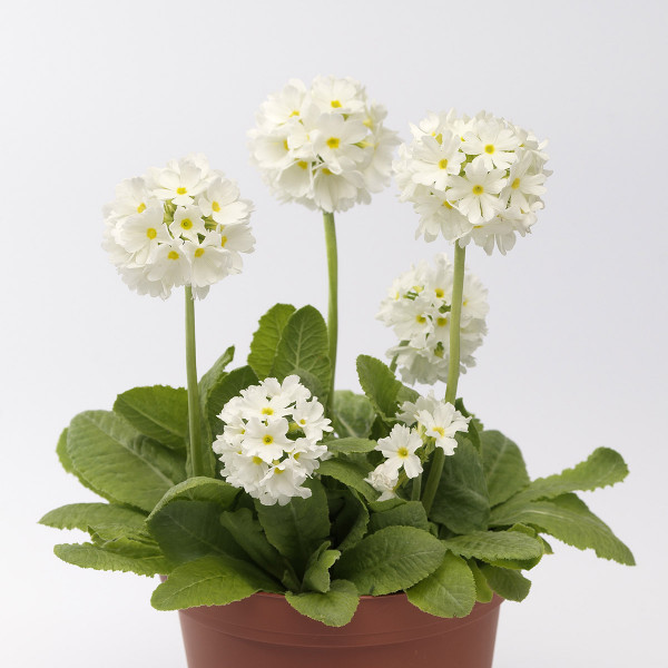 Primula D. Corolla