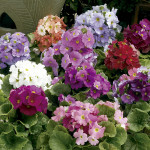 Primula O. Libre...