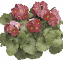 Primula O. Libre