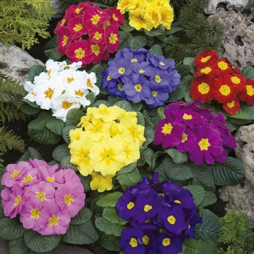 Primula A.  Orion...