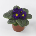 Primula A.  Primera