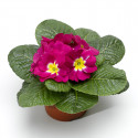 Primula A.  Primera