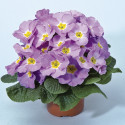 Primula A.  Primera