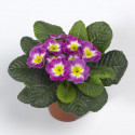 Primula A.  Primera