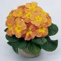 Primula A.  Primera