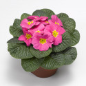 Primula A.  Primera