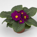 Primula A.  Primera