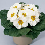 Primula A.  Primera...