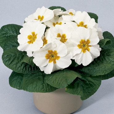 Primula A.  Primera...