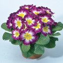 Primula A.  Primera