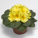 Primula A.  Primera