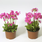 Primula R. Rosy...