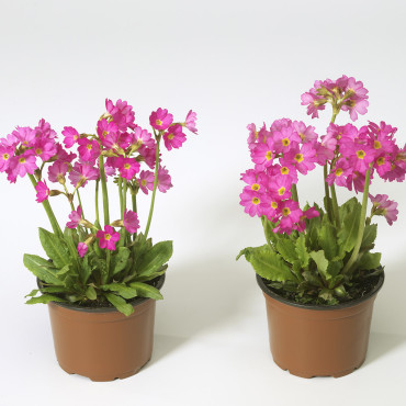 Primula R. Rosy...