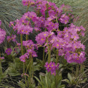 Primula R. Rosy