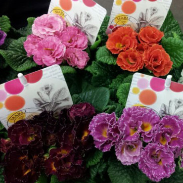 Primula A.  Marli...