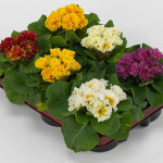 Primula A.  Sirococc...