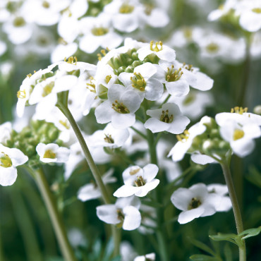 Pritzelago Icecube...