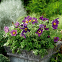 Pulsatilla Pinwheel