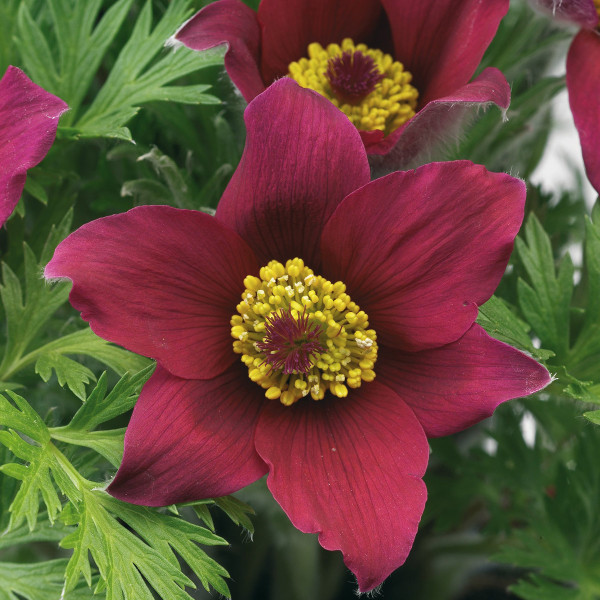 Pulsatilla Pinwheel