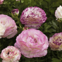 Ranunculus Magic