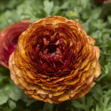 Ranunculus Magic