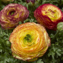 Ranunculus Magic
