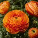 Ranunculus Magic