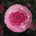 Ranunculus Magic