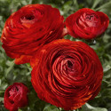 Ranunculus Magic